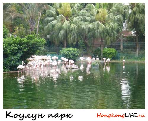 kowloon парк в Гонконге